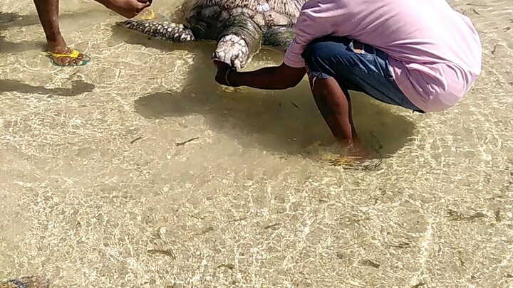 turtle found already dead