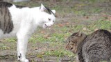 [Hewan]Kucing yang Marah dan Kucing yang Meminta Maaf