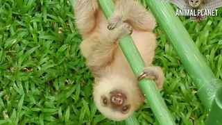 Sloths 🔴 การรวบรวมวิดีโอ Sloths ที่ตลกและน่ารัก - การรวบรวมวิดีโอ Sloth Bears ที่น่ารัก