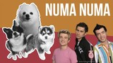 Numa Numa (Dragostea Din Tei) but Dogs Sung It (Doggos and Gabe)