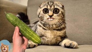Aww 🐱 Cat Reaction Videos Top Funny & Crazy Cats MEOW