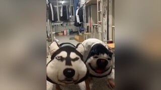 Ngon nhào dzô :)) Theo dõi  xem video cún yêu nha meo meocute yeumeo yeudongvat dethuong anuong cunyeu