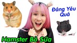 Bà Vê Mua Thêm 2 Bé Chuột Hamster Bear Bò Sữa Siêu Cute - Vê Vê Channel