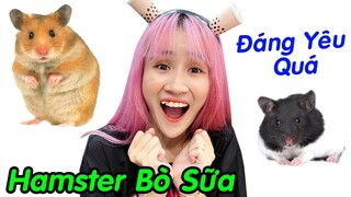 Bà Vê Mua Thêm 2 Bé Chuột Hamster Bear Bò Sữa Siêu Cute - Vê Vê Channel