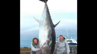 World's Biggest Tuna Ever Caught!