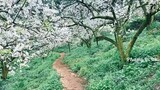 Mùa hoa Mận nở trắng trời tại thung lũng mận Mu Náu - Mộc Châu