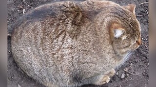 Collection of fat cats