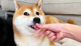 What will a Shiba Inu do when I try to grasp its tongue?