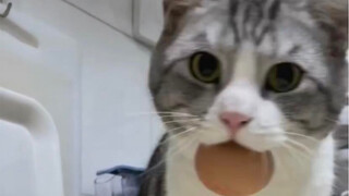 Cat picks up a whole hard-boiled egg