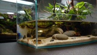 Thủy cung Crab Pond Aquaterrauium Paludarium