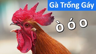 Tiếng gà trống gáy - nghe tiếng gà trống gáy cực chuẩn, gà trống gáy hay