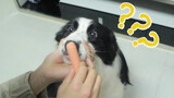 Pinch the Border Collie's Mouth and Rub a Sausage against its Mouth