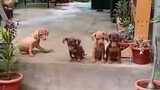 who lets the dogs out!