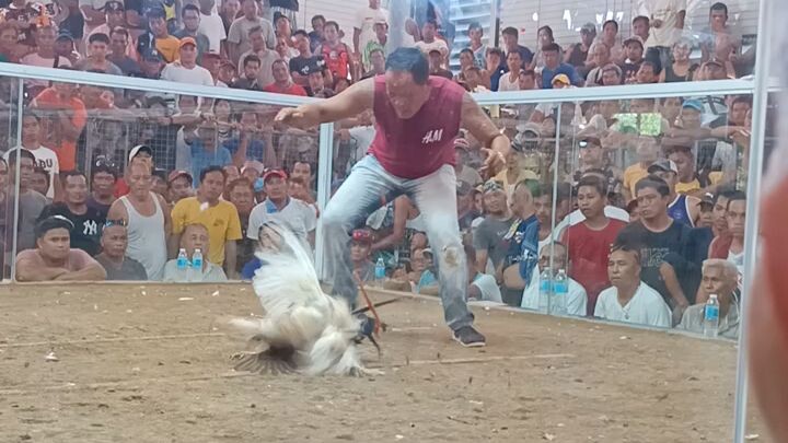 talo tayo mga idol darkred ang ating gamit na manok naunahan ng solid na patama.😥