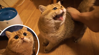 Ai nói tôi không biết kêu meo meo, chỉ hơi lười thôi [Hosico]