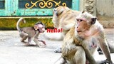 No Papa I'm Your Son!, Papa Monkey Chamon Warns Tiny Baby Bean Son