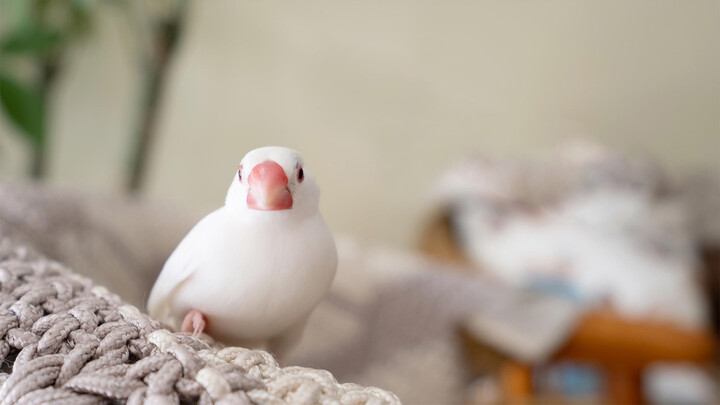 【Whale】How to Raise an Obedient Java Sparrow?