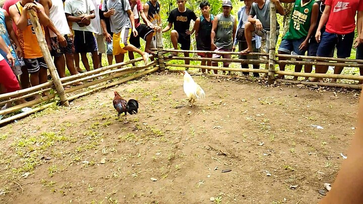 Tupada- Ugis na Native vs Manok na Pula