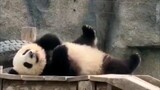 【Panda Besar】Kalau ini bukan pusaka negara, pasti akan dipukul orang.