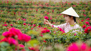 Roses Bloom! Pick a Basket and Make Flower Cakes~