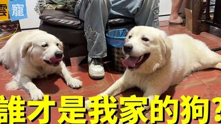 牵错狗了！原来自家的狗并没有丢！它们简直长得一模一样！