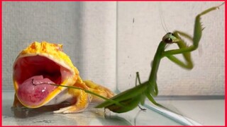 Mantis Vs African Bullfrog, African Bullfrog Eat Mantis.