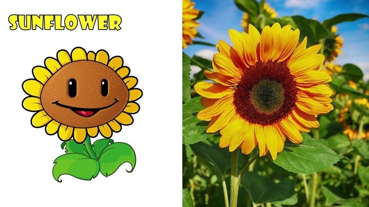 Plants Vs Zombies Day Plants In Real Life!