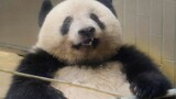 Panda pertama yang bisa menggulung kulit pangsit
