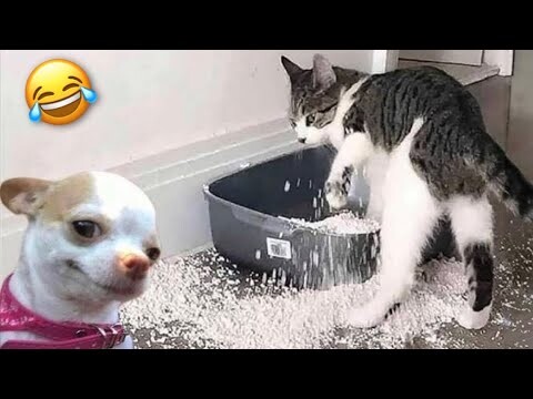 Funniest Cats And Dogs Videos 😁 - Best Funny Animal Videos 2024 🥰#22