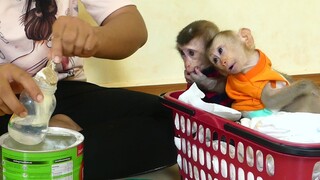 Adorable baby monkey Maki and Maku Obedience Mom sit in basket Waiting Mom Prepare Milk