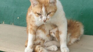 Only one kitten lives with mother cat