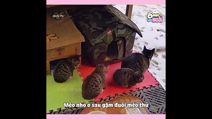[Vietsub] Gia đình mèo hoang: nơi nào có mẹ nơi đó là nhà | Ổ nhỏ của Hoài