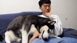[Dog] Husky pampering