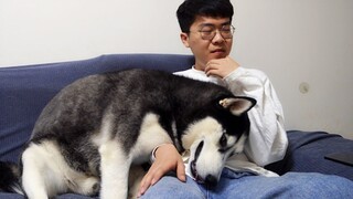 Husky... Nũng... nịu, đáng yêu không thể chịu được!