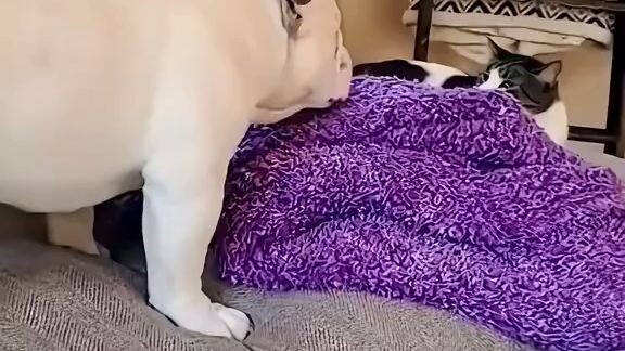 cat and dog