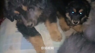 和藏獒崽子们分开五天再见是什么反应