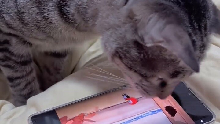 San San seems to be able to tell who is the cat and who is the mouse in Tom and Jerry#TyphoonCat#Cat