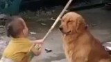 Golden Retriever: Every stroke is beyond my expectation
