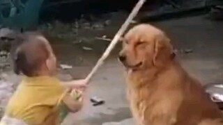 Golden Retriever: Setiap pukulan di luar dugaan saya