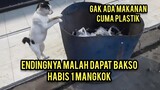Kucing Kelaparan Di Pool Bus Sumber Alam Lihatin Tong Sampah Gak Ada Makananannya Sampai Nyesek..!