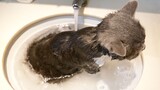 Peliharaan Imut|Memandikan Kucing yang Satu Tahun Tidak Mandi