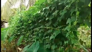 Mga Tanim sa Likod Bahay|Wondermom27
