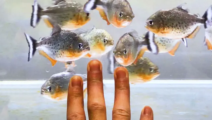 The Piranhas Are Not Bad. They Just Want to Eat You!