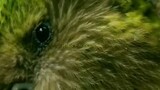 burung kakapo sangat mirip dengan lumut dan hanya 86 individu yg di ketahui di dunia