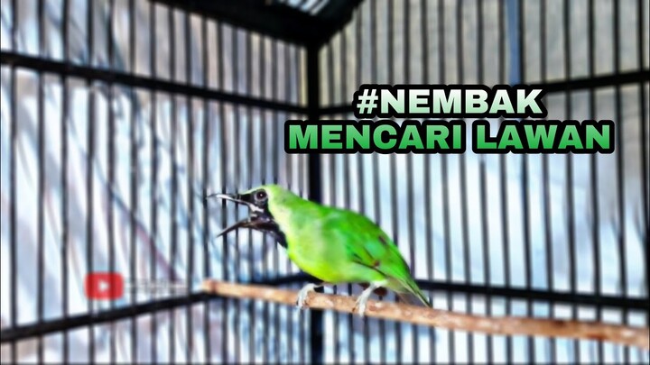 Cucak Ijo Gacor Nembak Mencari Lawan