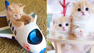 Best Kittens Videos - Am I So Cute Ep 15