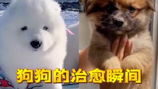 【治愈系】盘点人和狗狗的暖心瞬间