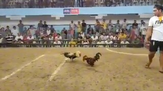 santa 7x winner 🏆🐓#SabongSurigao #EEBY🐓 #ZabalaGaming