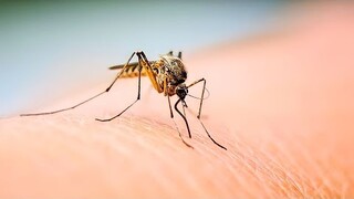 After This Mosquito Bite A Man, The Whole World Is Changed Forever!