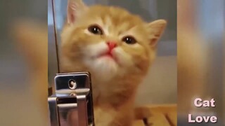 รวบรวมวิดีโอน้องแมวน่ารักและตลก - แมวน้อย 2020 #5